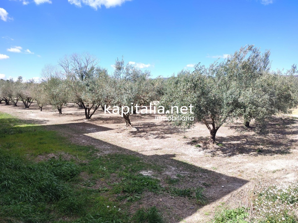 TERRENO CON OLIVOS A LA VENTA EN ONTINYENT, UBICADA EN LA SENDA 5 GERMANS