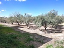 TERRENO CON OLIVOS A LA VENTA EN ONTINYENT, UBICADA EN LA SENDA 5 GERMANS