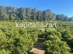 Finca rústica a la venta de naranjos a 5 min de Xativa (Valencia)