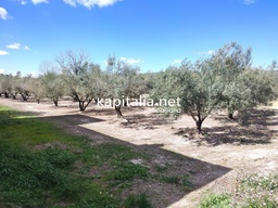 TERRAIN AVEC OLIVIERS À VENDRE À ONTINYENT, SITUÉ À SENDA 5 GERMANS.